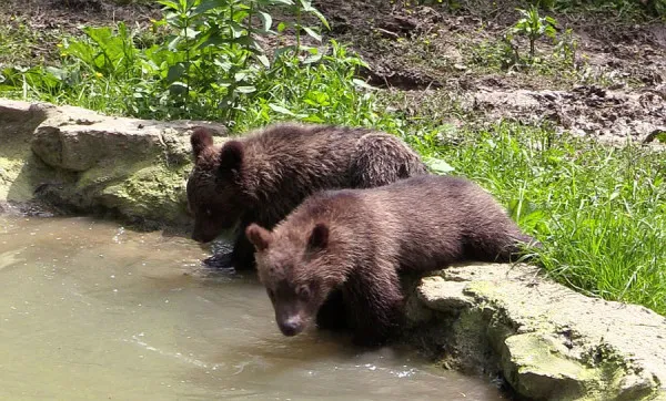 Povestea ursuleţilor Bim şi Bam de la Zărneşti