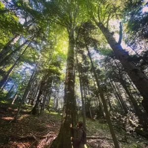 Aproape 700 de hectare de pădure din Râșnov vor fi strict protejate