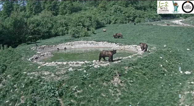 Sanctuarul de Urşi Libearty din Zărneşti - în top 100 al celor mai bune din lume  