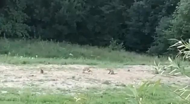 Trei vulpi s-au apucat de fotbal în Sohodol  
