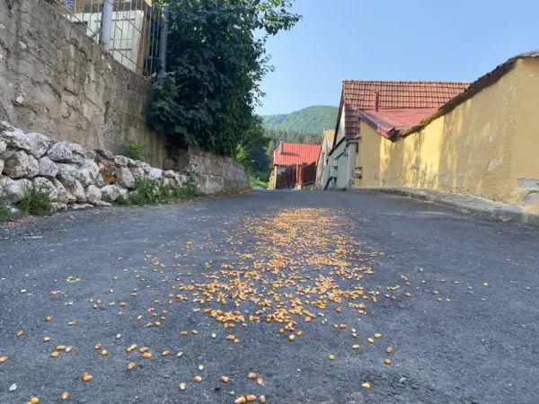 Să nu uite drumul: Urşii, ademeniţi în oraş… pe rute cu mâncare