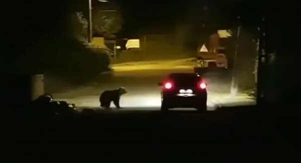 „Mamă, daună i-a dat la portieră”