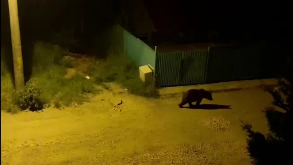 Un urs rănit, în căutare de hrană prin Predeal