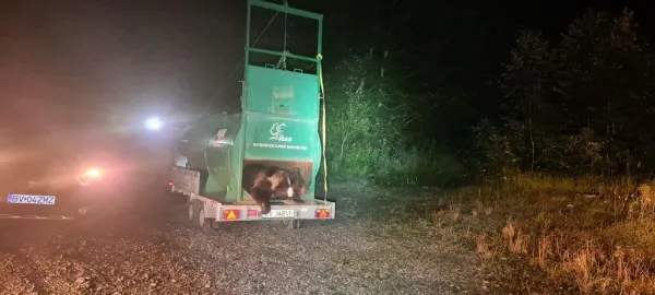 „Păzit” din 3 iunie, ursul  care tot vizita Cetatea Râşnov a fost prins şi „redomiciliat cu acte”