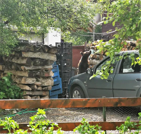 „Mi-am adus puşca de acasă”: La Braşov, un singur angajat al Direcţiei Silvice poate lua „la ţintă”, ursul