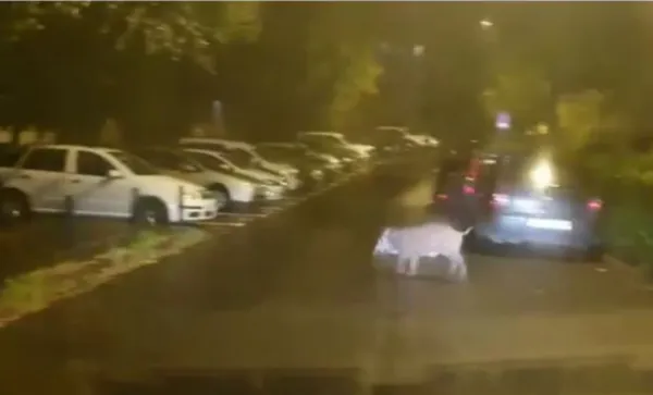 Instantaneu, şi cu „porcul de oraş”