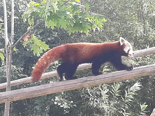 Lume puţină la ziua lui Panda Roşu: Benji şi Peggy au deja doi pui, deşi nu sunt de foarte mult timp împreună, la Braşov