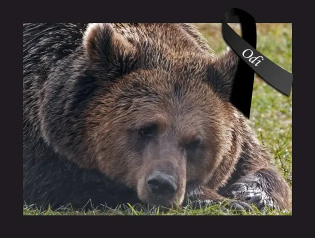 Rămas bun Odi! Să te bucuri acum alături de toţi ursuleţii din Ursa Mare! 