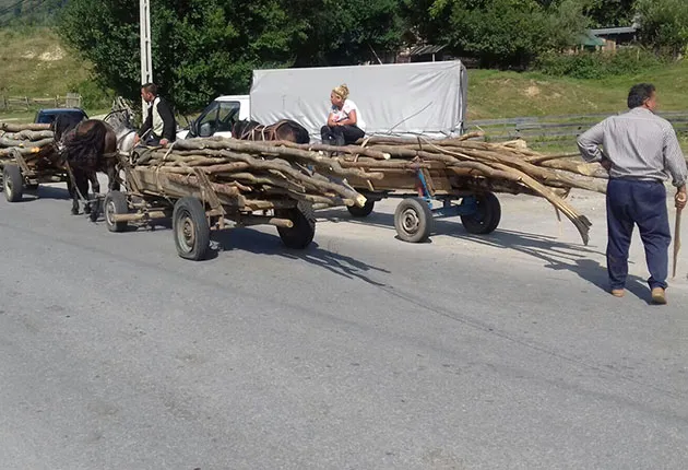 Şinca: Două căruţe pline cu lemne, acte pentru niciuna