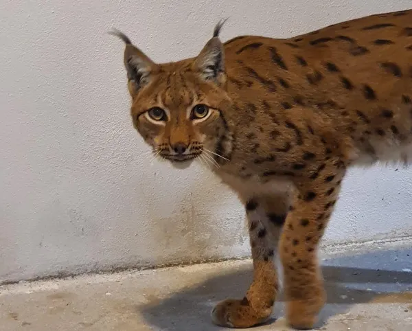Grădina Zoologică Braşov şi-a îmbogăţit „colecţia” de feline. Acestea vor putea fi admirate de vizitatori luna viitoare