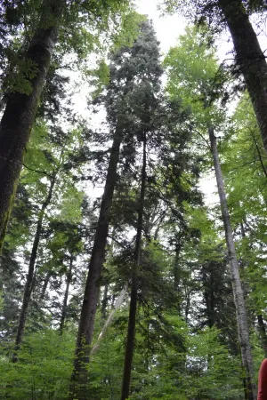 În Braşov a fost amenajat primul traseu tematic într-o pădure virgină: turiştii vor trece pe lângă cel mai înalt brad din Europa