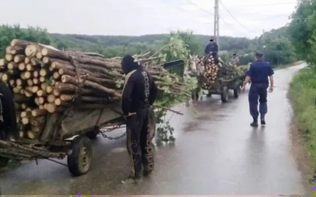 Lisa, Şinca, Poiana Mărului: Unul fura cu căruţa, al doilea - cu tractorul, al treilea - deja cu remorca