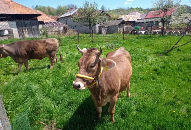 Săcele: I-a cumpărat vaca, i-a înfipt cuţitul în plămâni