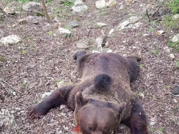 Comarnic: Urs împuşcat la cerere