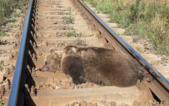 Urs mort, găsit pe calea ferată