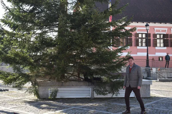 Au început pregătirile de sărbători de la Râșnov. În Piața Unirii a fost adus bradul de Crăciun. Alții vor fi împodobiți în cartiere 
