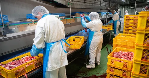 Puii de Polonia, în atenţia inspectorilor sanitar veterinari din Braşov