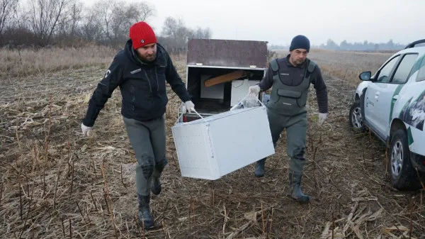 Castorii din Braşov şi Sibiu ajung şi în sudul Munţilor Făgăraş: purifică apa, previn inundaţiile