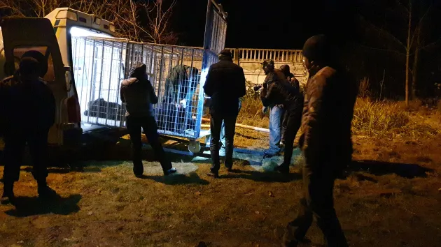 Încă o familie de urşi a fost capturată în Braşov și dusă la Zărnești. Ursoaica are probleme de sănătate, netratabile