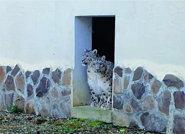 După ce Jammu a murit de bătrâneţe, Grădina Zoologică Braşov are acum alţi doi leoparzi ai zăpezilor - Amalia şi Aslan