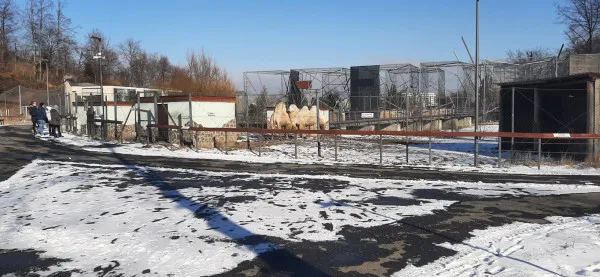 Ce fac animalele de la Zoo Braşov pe timp de iarnă