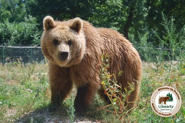 A murit Betsy, ursoaica din SUA