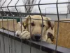 IPJ Braşov: Primăriile cu probleme în programul de gestionare a câinilor fără stăpân, notificate să ia măsuri în 90 de zile