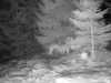 Piatra Craiului: Au reapărut lupii – după 1 an, în faţa camerelor. Plus un râs, cu o intrare în slow-motion, ca în scenele de la Hollywood