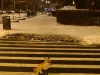 Regia Pădurilor Kronstadt va „tine la distanţă” de Braşov animalele sălbatice: hrană, sare şi scăldători