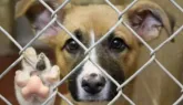 7 din 10, adoptaţi: 679 de maidanezi, ridicaţi anul trecut de pe străzile Braşovului. 453 şi-au găsit stăpâni