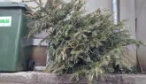 Craiter, Florilor, Braşovul Vechi , Bartolomeu, Tractorul, Stupini – zilele în care Comprest ridică brazii de Crăciun de la braşovenii care locuiesc la case