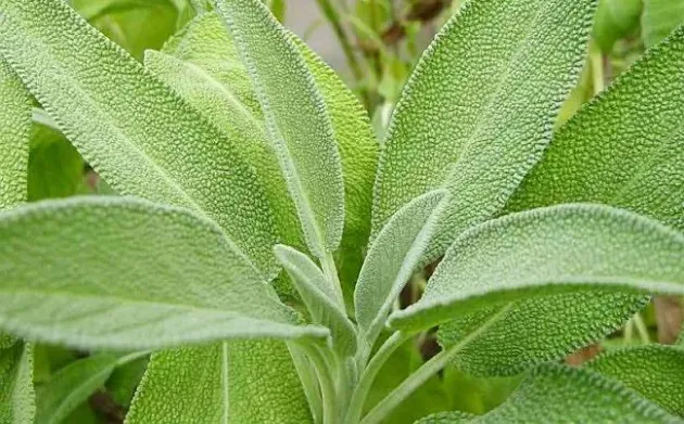 Planta care te menţine tânăr