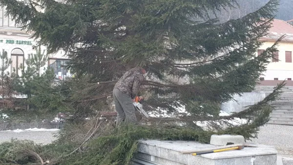 Bradul de Crăciun al Râşnovului, donat unei familii nevoiaşe
