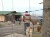 Mutilat de câini, adus la Braşov pentru operaţii estetice. Proprietarul animalelor, 30 de zile în arest la domiciliu