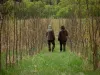 Săcele: 900.000 de lei pentru 30 de hectare de pădure nouă