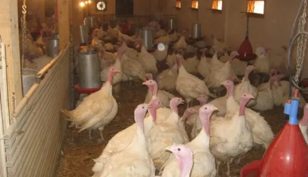 Ferma de curcani din Crizbav cere avizul pentru a dubla capacitatea: de la 20.000, la 40.000 de păsări