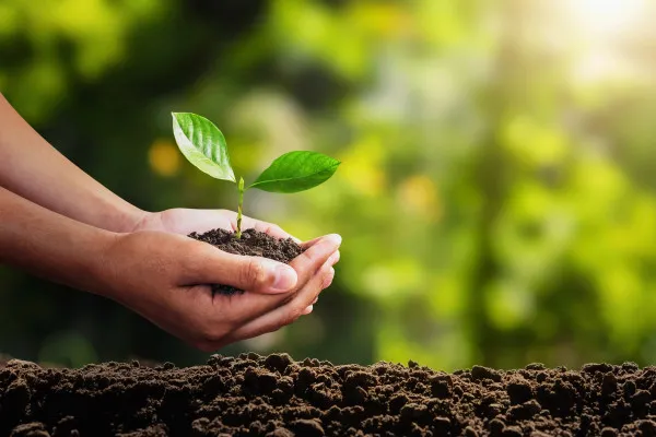 Ați pregătit compostul pentru plantările de primăvară? Iată patru moduri în care îl puteți aplica pe sol
