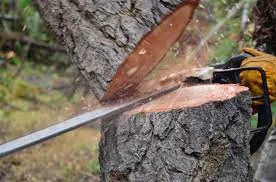 Un codlean de 28 de ani a fost arestat după ce a tăiat ilegal arbori, dintr-o pădure de lângă oraș
