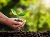 Ați pregătit compostul pentru plantările de primăvară? Iată patru moduri în care îl puteți aplica pe sol
