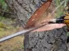Un codlean de 28 de ani a fost arestat după ce a tăiat ilegal arbori, dintr-o pădure de lângă oraș