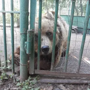 O firmă privată a adoptat doi urşi de la Zărneşti: 14.000 de euro, pentru un an