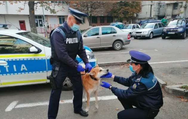 10 adăposturi controlate: 1.328 de câini, toţi îngrijiţi corespunzător 