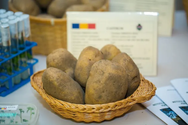 MADR: În 2022 se vor acorda subvenţii pentru sămânţa de cartof