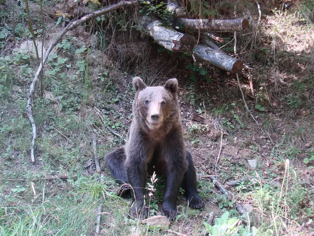 INCDS pregăteşte garderoba pentru conservarea populaţiei de urs: albastru închis, olive închis, gri închis  