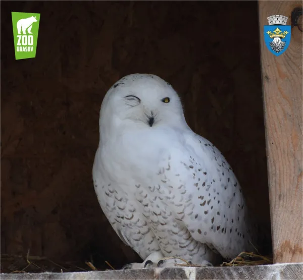 Suntem invitaţi la Zoo, să sărbătorim păsările
