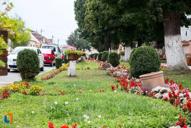 „Înfloreşte” Ghimbavul: Flori de peste 220.000 lei în oraş, arbori de tuia pentru biserică şi cimitire