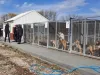 O parcelă din terenul CET Braşov, în calcul pentru noul adăpost pentru câinii fără stăpân