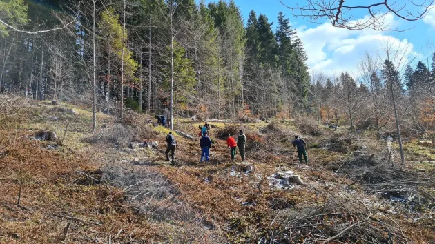 Plantări pe 19,26 hectare, în pădurile de pe raza municipiului Săcele 