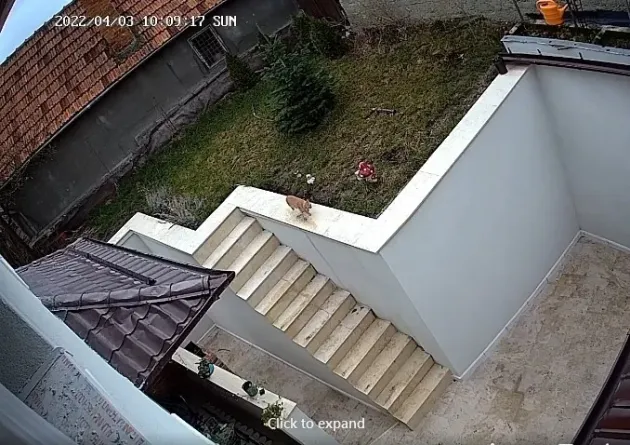 „Petrică”, acum cea mai populară felină din Şchei