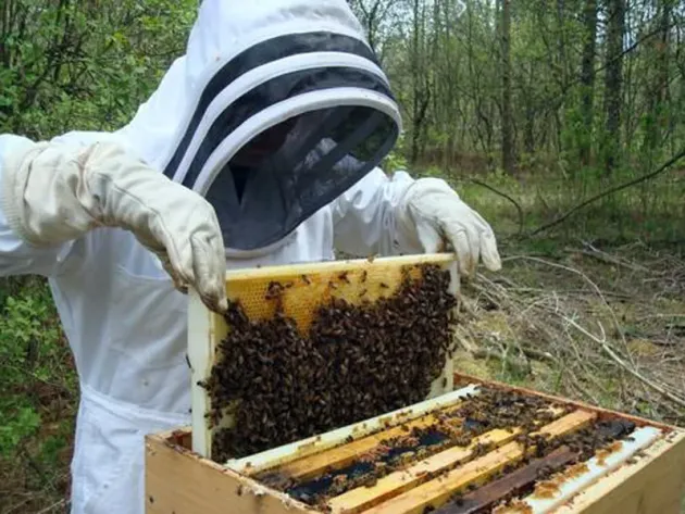 APIA Braşov: Se primesc cererile apicultorilor 